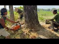 Download Lagu Cutting down two difficult trees‼️