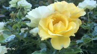 دل شده غافل رفته ز دستم ظاهر هویدا 