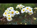 Download Lagu You never replied-original song (sing by Ai and lyrics by XAXO)
