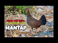suara kokok ayam hutan betina coklat ( sudah terbukti MANTAP )