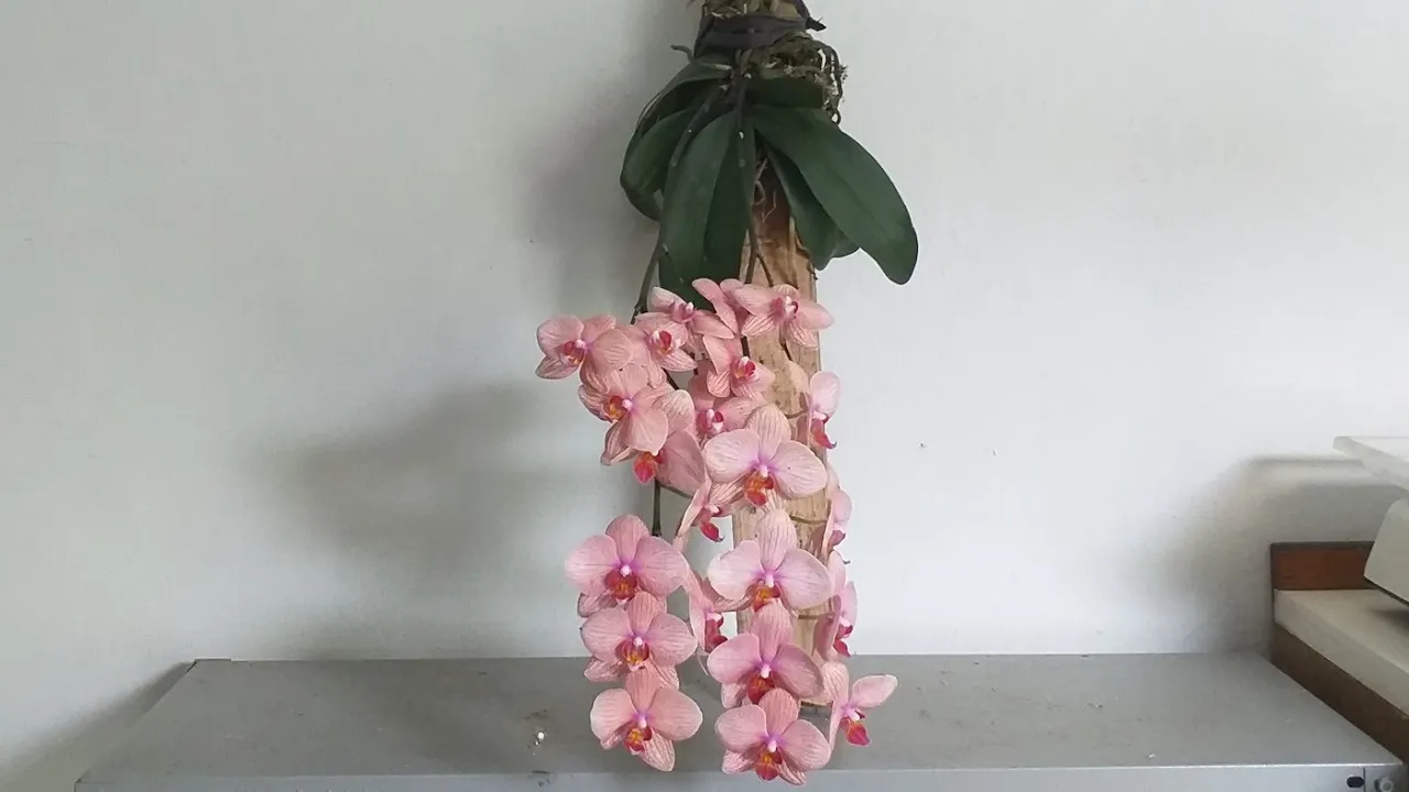 COMO PLANTAR ORQUÍDEAS PHALAENOPSIS NA MADEIRA