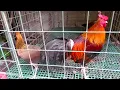 Joe Sanford Sweater BroodCock and Oakgrove Hatch Pullets