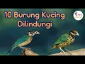 Download Lagu 10 Burung Kucing Dilindungi