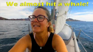 Sailing life:  We almost hit a whale