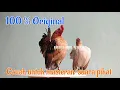 Download Lagu SUARA KOKOK AYAM SERAMA | SEJARAH AYAM SERAMA