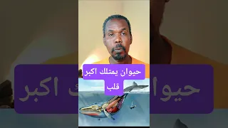 تقدر تسمع دقات قلبه من على بعد 3 كم 