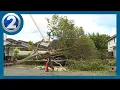 Waipio Gentry man forced to pay to remove tree blocking his house as city crews can t get there yet