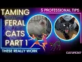 5 professional Feral Kitten Cat Taming tips Start to finish