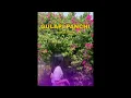 Download Lagu Gulapi Panchi - New Santali Song 2024 (Santali Vibe's)