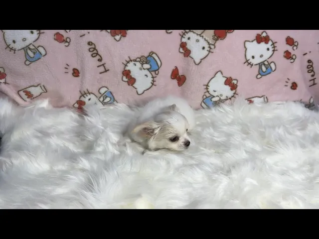 動画