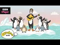 Download Lagu The Penguin Song | Nick Cope's Popcast | CBeebies