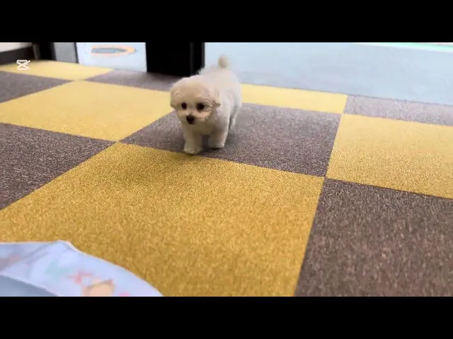 動画