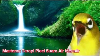 masteran terapi pleci suara air mengalir cocok buat pleci bahan