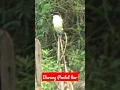 Download Lagu BURUNG PENTET LIAR