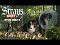 Strays Trailer 2