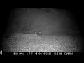 Red fox kits wagging tails
