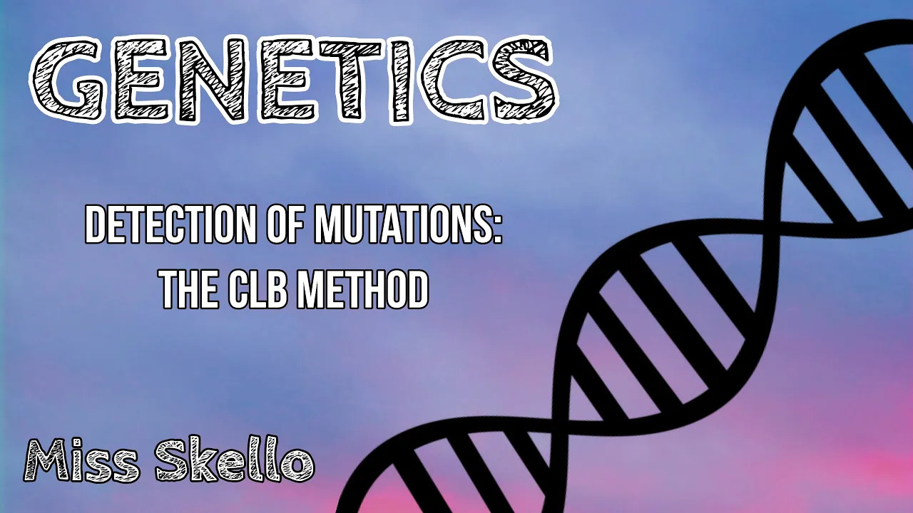 ClB method for detection of mutations | Sex linked recessive lethal mutation detection