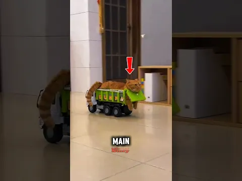 Kenapa Kucing Suka Main Kardus? 🤔