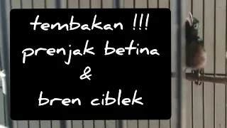 konin gacor full isian prenjak betina u0026 bren ciblek istimewa ombos hobi manuk