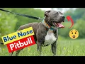 Blue Nose Pitbull Dog Breed Information Facts Price Size and Training