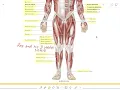 1 Axial and Appendicular Muscles