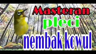 Download masteran pleci nembak kolibri wulung MP3