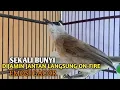 Lagu Trucuk BETINA memanggil Jantan Suara Birahi Ngecuplik 100% pancingan trucukan gacor agar BUNYI EMOSI