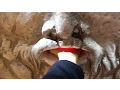 Download Lagu Mouth of Truth Bocca della Verità Fortune-telling Machine