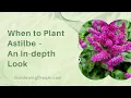 When to Plant Astilbe - An In-depth Look