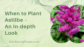 When to Plant Astilbe - An In-depth Look