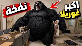 نفخة اكبر غوريلا في العالم😂😂 ام سيف ونانو