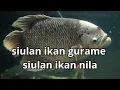 Download Lagu Diluar Nalar !! Siulan Ikan Nila dan Gurami @profesorkicau #fish #fishing #fishingvideo