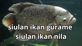 diluar nalar siulan ikan nila dan gurami profesorkicau fish fishing fishingvideo