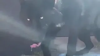 رافق كبار القدر الهيبة لها أسرار  رافق كبار القدر الهيبة لها أسرار