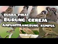 Download Lagu suara Pikat burung gereja ampuh dijamin langsung datang dan kumpul #gerejatarung