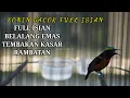 Download Lagu KONIN GACOR FULL ISIAN BELALANG EMAS TEMBAK KASAR - RAMBATAN COCOK UNTUK MASTERAN KOLIBRI NINJA !