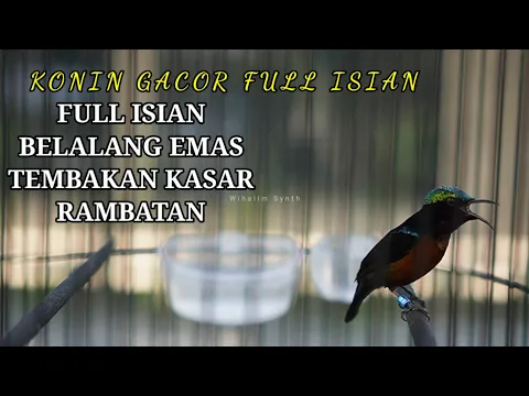 Download MP3 Burung Kolibri Meniru Bunyi Belalang TIRRRRRR