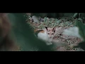 Download Lagu Video Cinematic Kucing (Canon 700D)