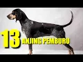 Download Lagu 13 JENIS ANJING PEMBURU TERBAIK