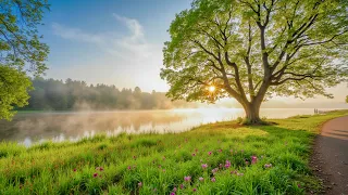 "Peaceful Alpine Forest" Relaxing Music, Peaceful Soothing Instrumental Music by Love YourSelf