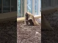 Download Lagu Orangutan Dresses as Ghost! 👻 | #OrangutanFun #AnimalCostumes #FunnyAnimals