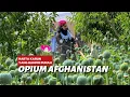 Lagu OPIUM | Harta Karun Afghanistan yang Terancam Punah