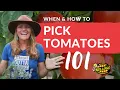 When How to Harvest Tomatoes