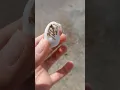Download Lagu 🪸🐚Funny crab with shell🐚🪸 Marsa Alam #egypt #funny #crab #redsea #animals #shell  #shortvideo