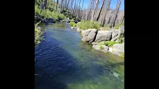 Dixie Fire burn scar fishing 7/30/26. Northern California
