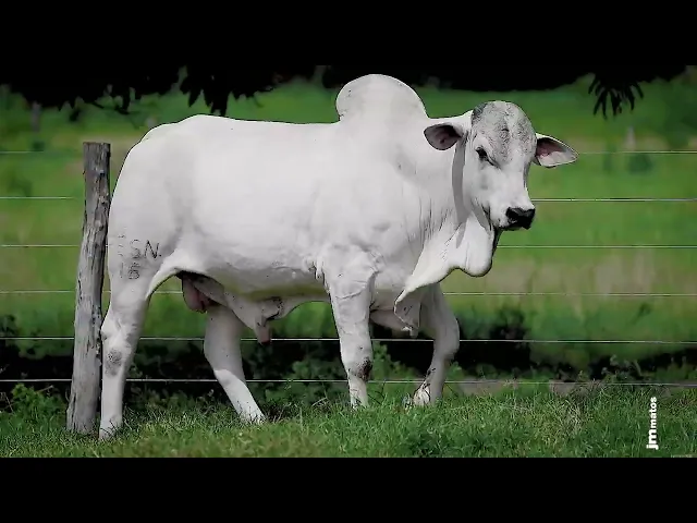 Touro Nelore FESN - 116