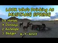 Download Lagu Two Days After Stolen Fire Truck Mustang Spring Repair Waters Diverse Animal World Relaxing and Calm