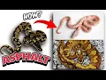 The true potential of asphalt ball python