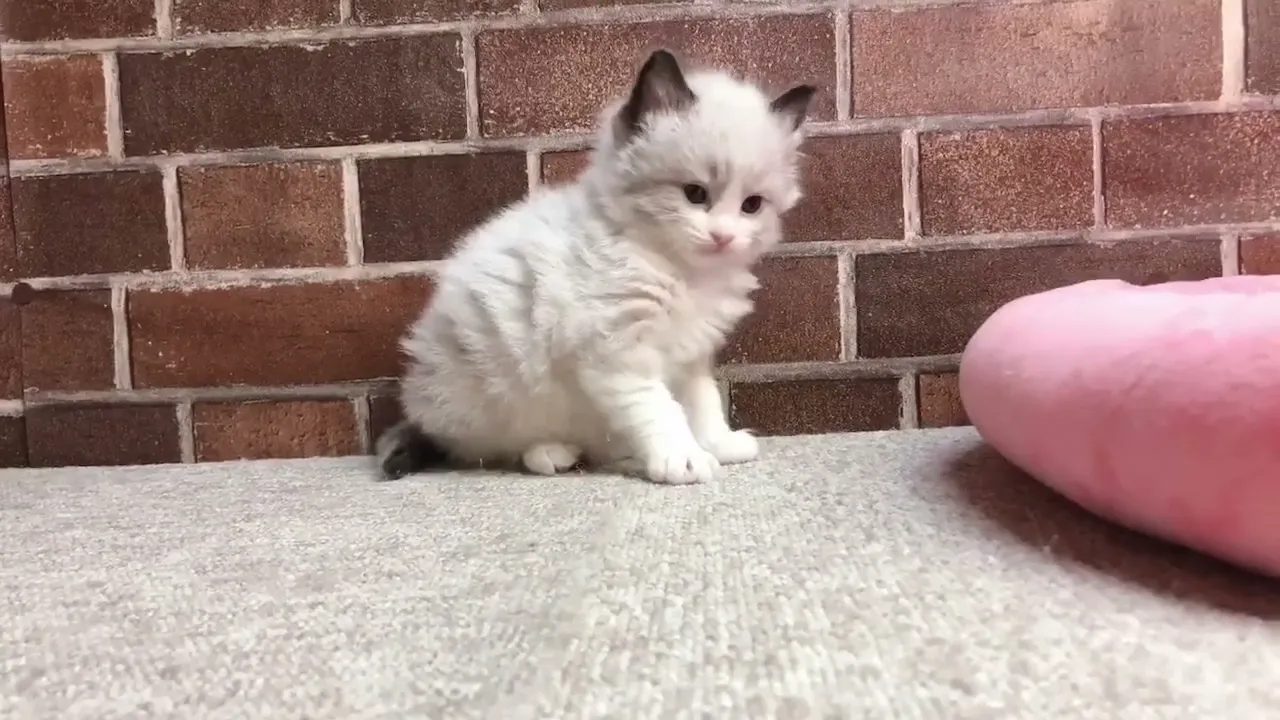動画