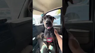 . #fyp #dream #doberman #pets #youtube